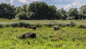 iStock-1170736760, Cattle at Surlingham